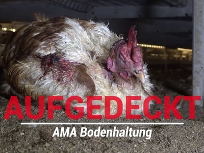 Aufgedeckt! Eingesperrte Hühner im AMA-Betrieb