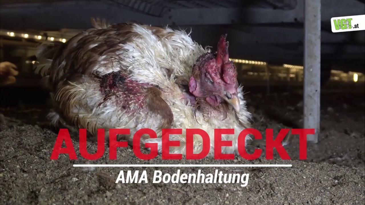 Aufgedeckt! Eingesperrte Hühner im AMA-Betrieb
