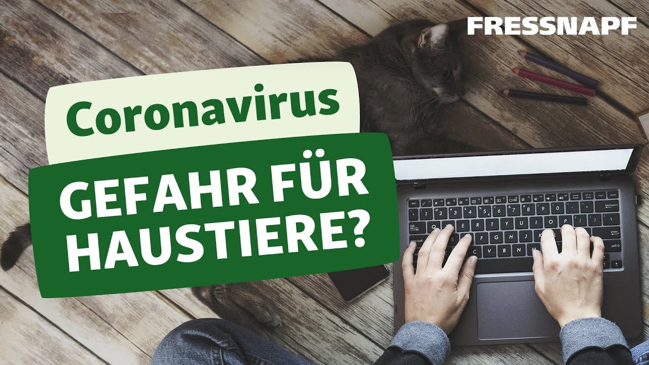 Coronavirus – eine Gefahr für mein Haustier?