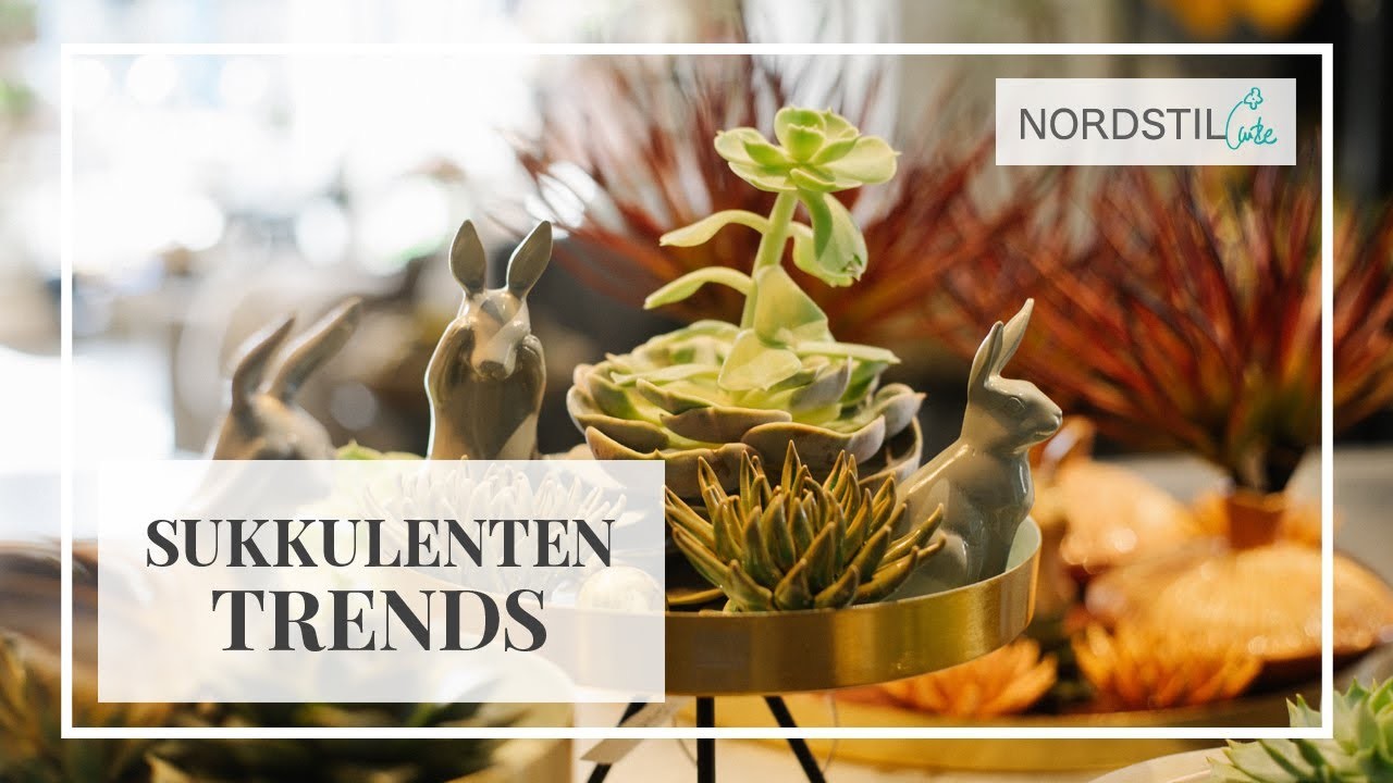 Sukkulenten Trends