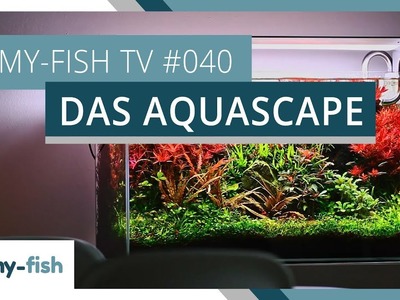 Das Aquascape | my-fish TV