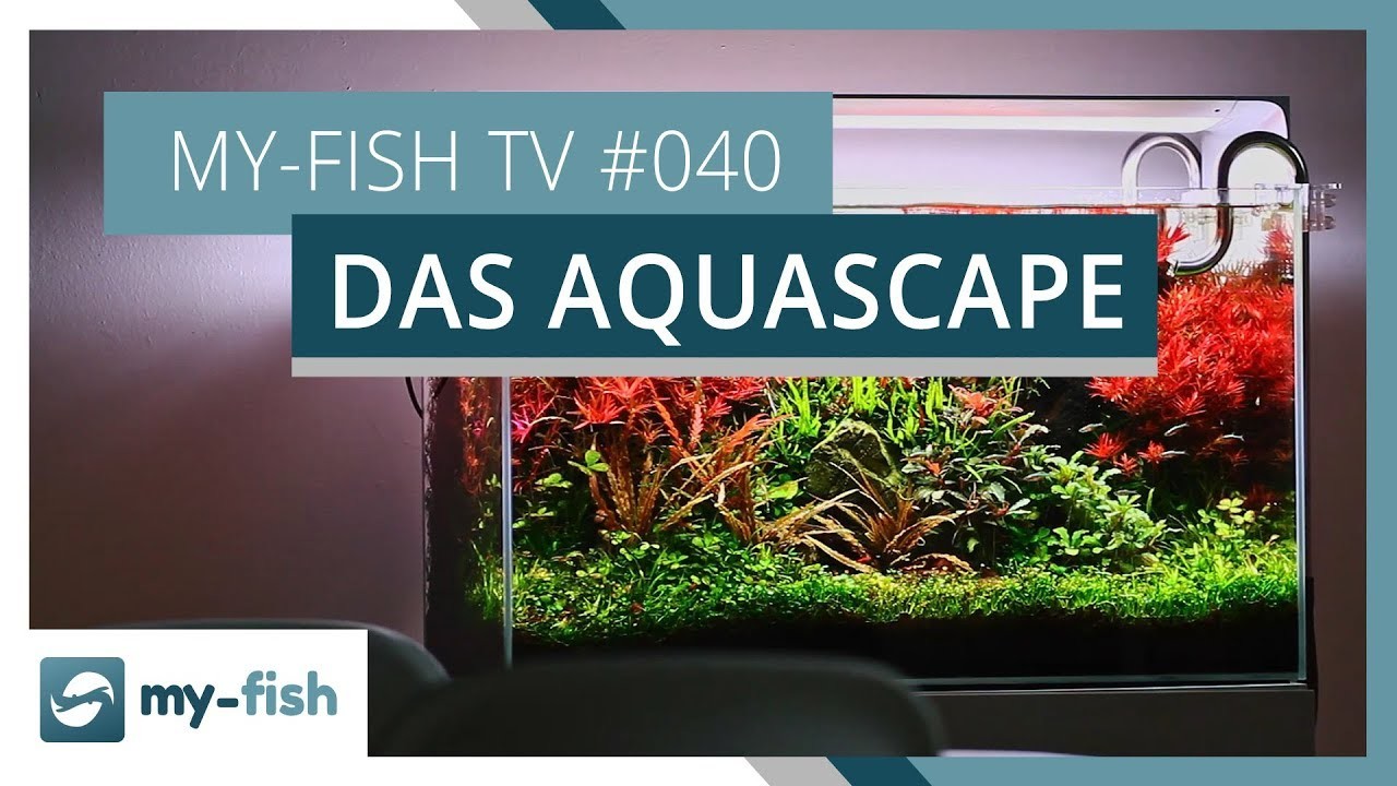 Das Aquascape | my-fish TV