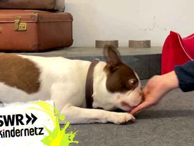 Hundetrick: Am Boden kriechen | Tiere bis unters Dach | SWR Kindernetz PLUS