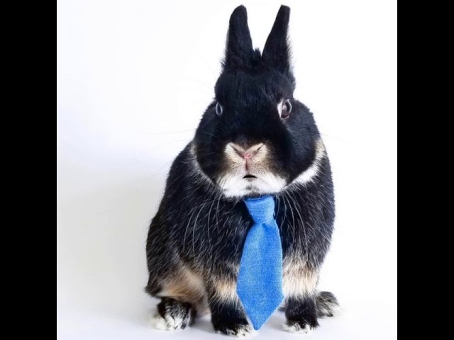 Osterhase
