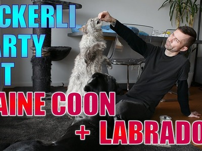 Cedric der Labrador - 56 | Leckerli-Party mit Henry (Maine Coon)