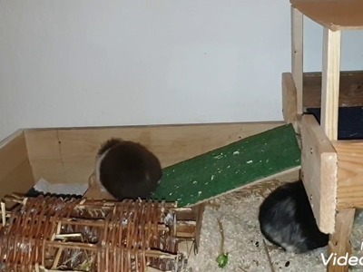 Meerschweinchen alle mal abchecken ????‍????????????????????????