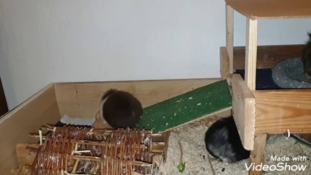 Meerschweinchen alle mal abchecken ????‍????????????????????????