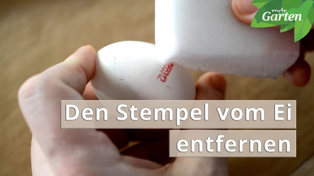 Den Stempel vom Ei entfernen | MDR Garten