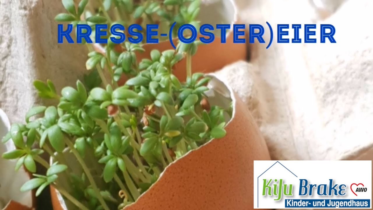 DiY Kresse Ostereier KiJu Brake