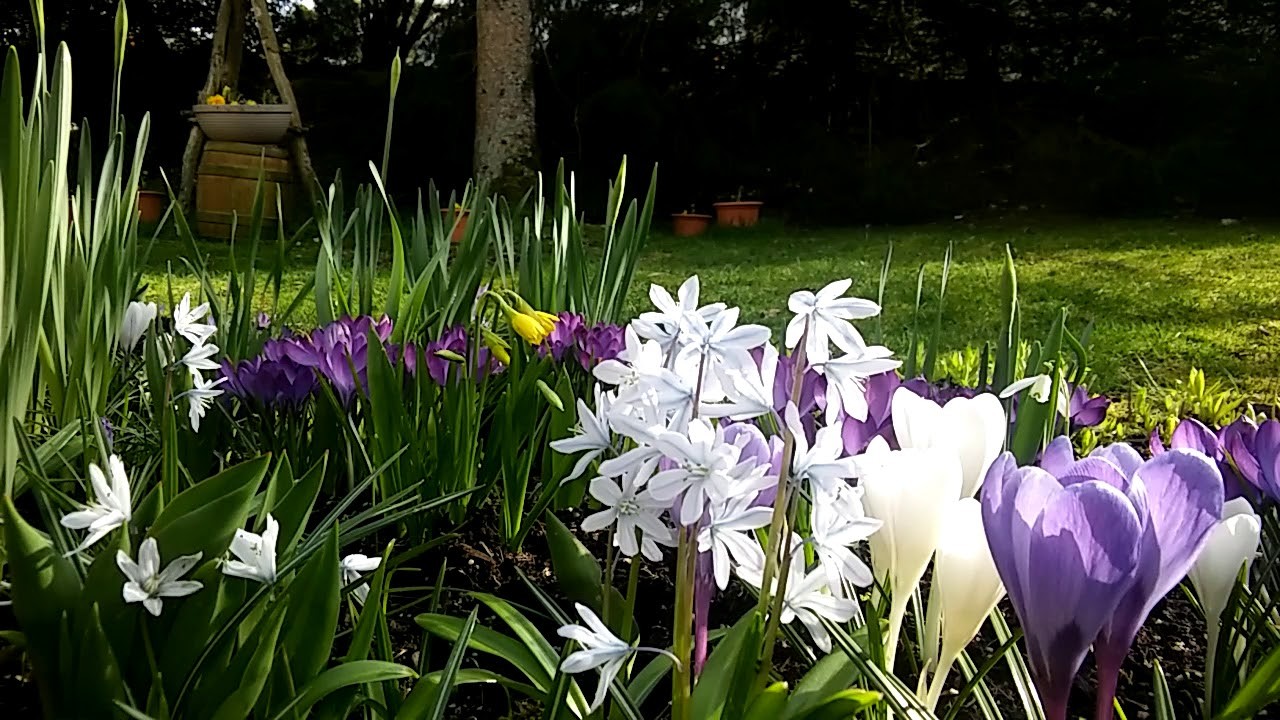 Frühling 2020.Blumen.Bienen.Natur. #wirbleibenzuhause #Stayhome