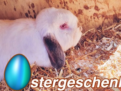 Ostergeschenke für die Kaninchen