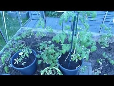 Update 7 4 Gewächshaus update. Jungpflanzen an die Sonne gewöhnen. Sonnenbrand. Landhaus Garten