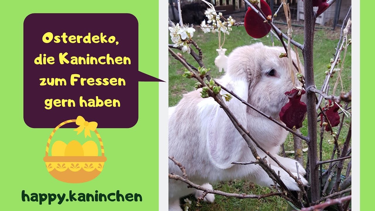 Osterüberraschung für Kaninchen