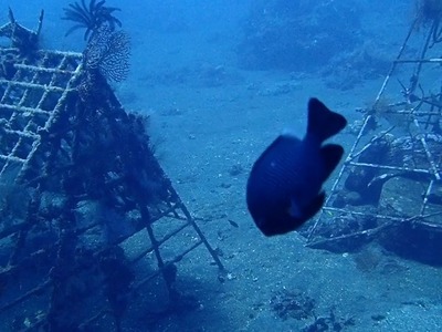 Siddhartha, Bali - Wir bleiben zu Hause