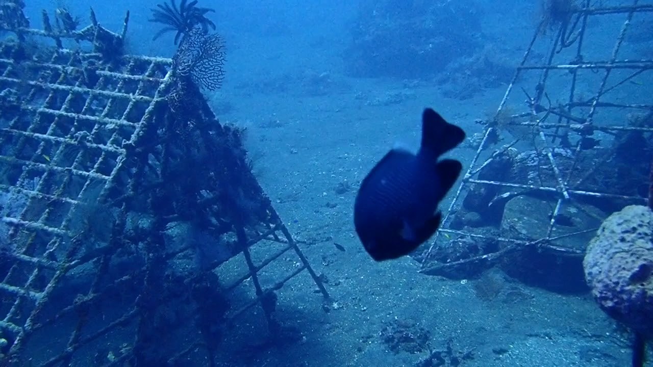 Siddhartha, Bali - Wir bleiben zu Hause