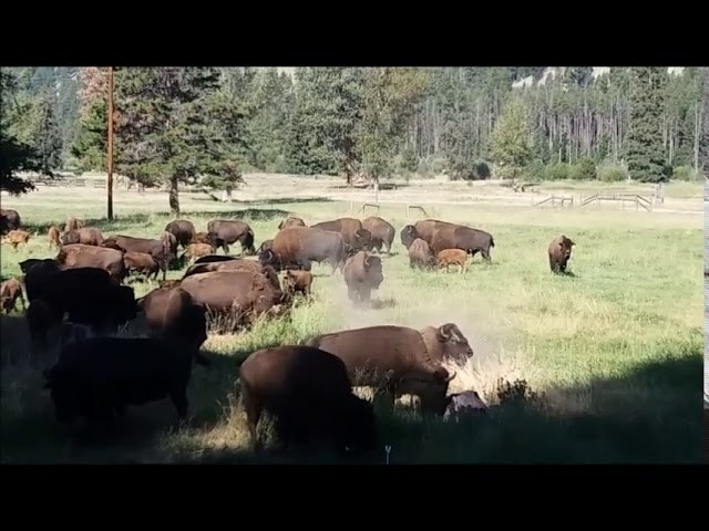 Wir bleiben zu Hause Kindergarten Video 52 "Was ist ein Bison?. Was ist eine Herde?"