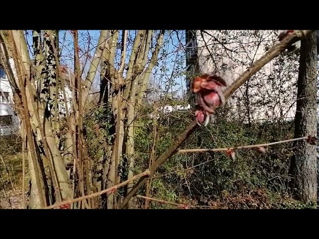 Wir bleiben zu Hause Kindergarten Video 44 Gedicht über den Frühling
