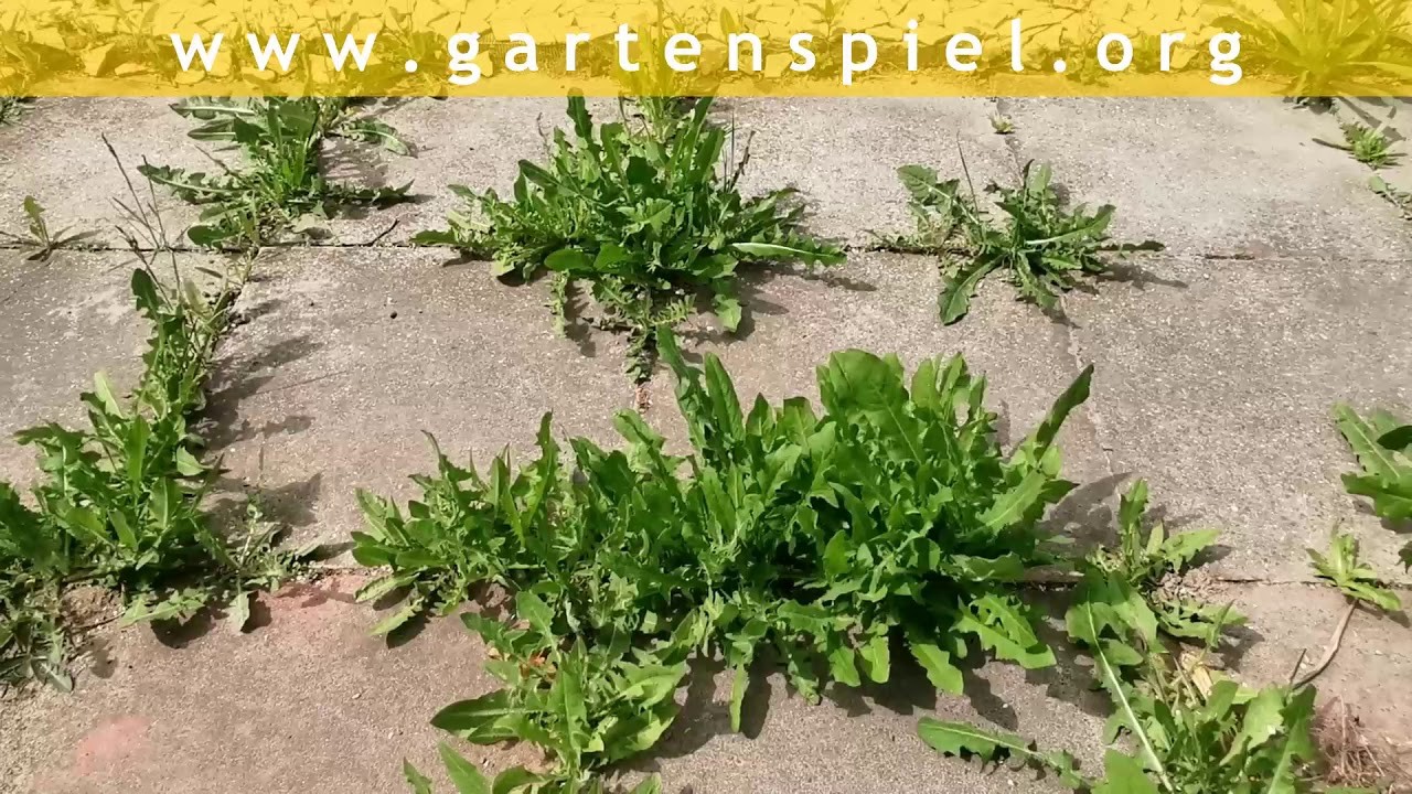 EliZZZa Tagebuch * Tag 43 * Frech-Dachs