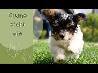 Purl and Knit Vlog - Bruno zieht ein