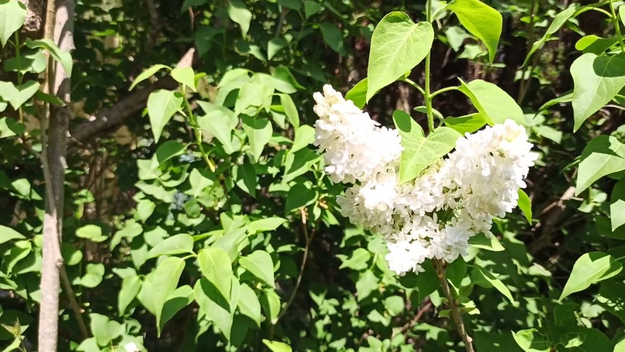 Fliederblüte, Bäume, Pflanzen Garten Spaziergang im Frühling 2020 Digital Travel Virtueller Rundgang