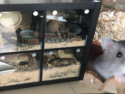 Hamster Käfig aus IKEA Regal | DIY Tutorial für Kleintier Käfig | KALLAX. EXPEDIT