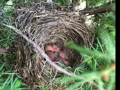 Die Amseln in unseren Gärten