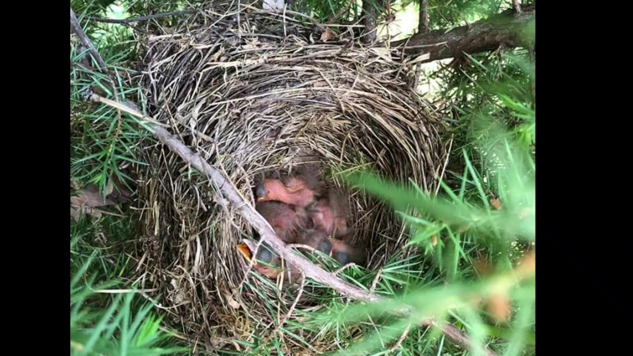 Die Amseln in unseren Gärten