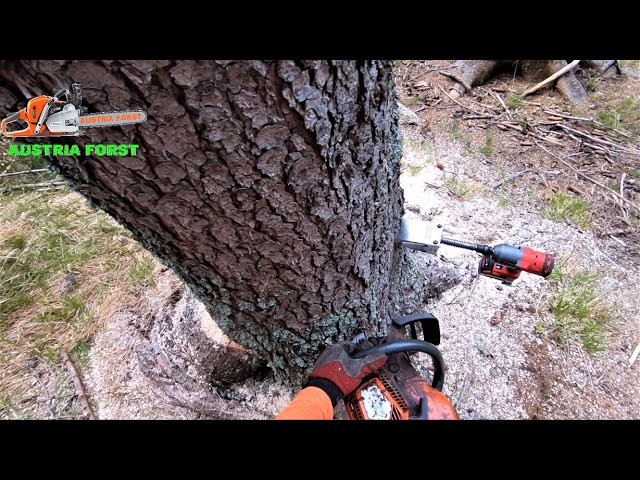 Die beseitigung der beschädigten Bäume geht weiter