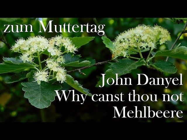 Gruß zum Muttertag 2020: John Danyel, Why canst thou not - Mehlbeere