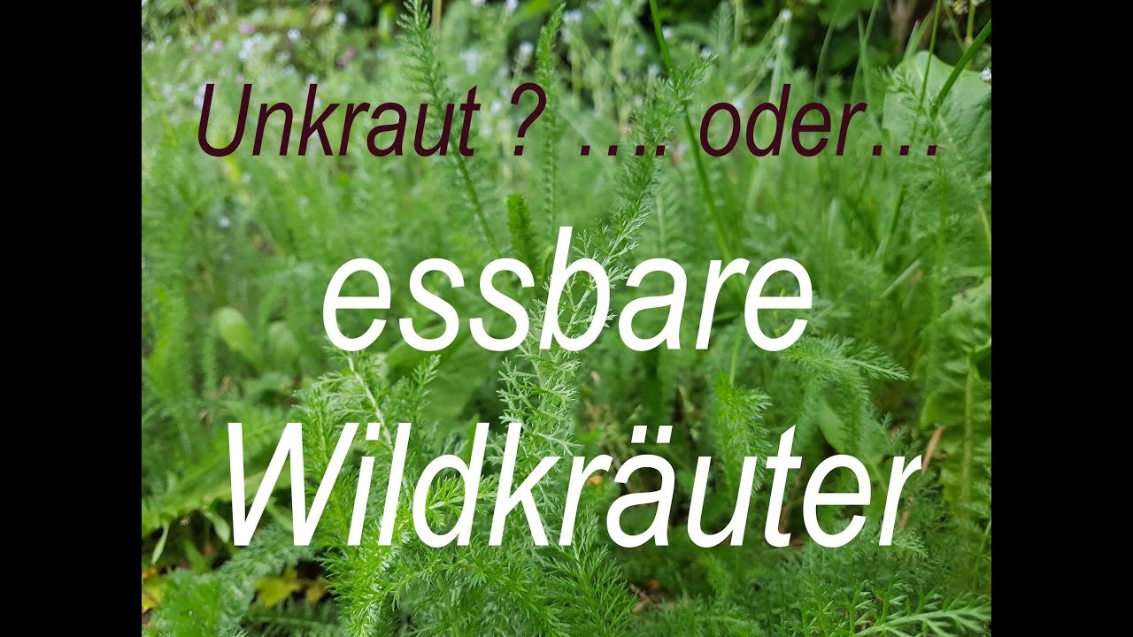 Wildkräutersalat