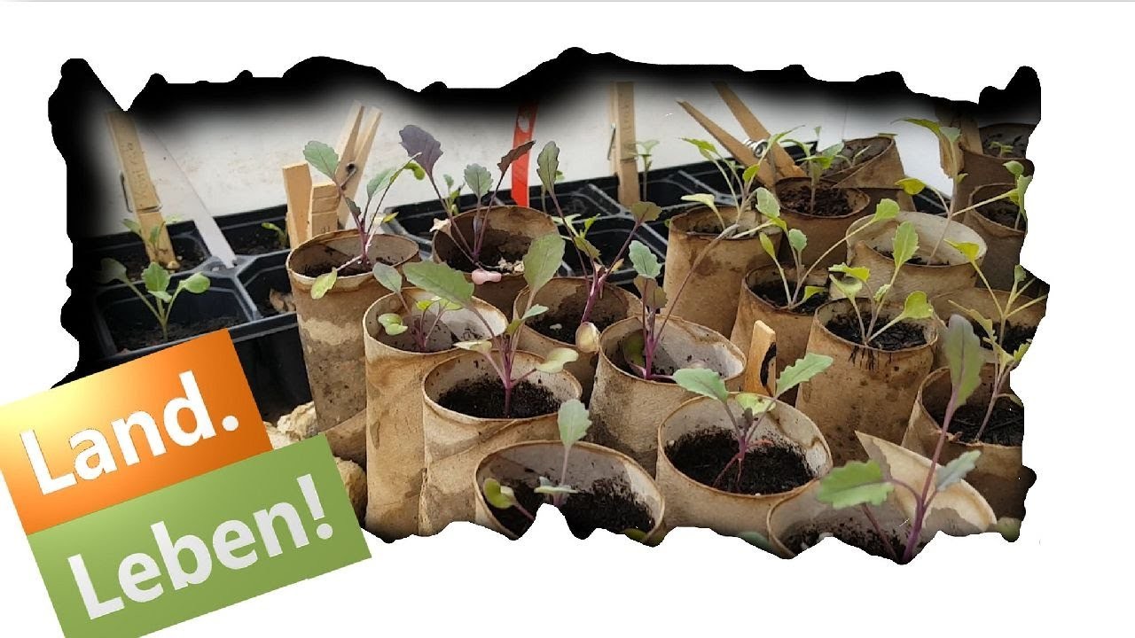 ???? 0,99€ Gewächshaus! ???? Glückliche Kaninchen durch DIY Treibhaus