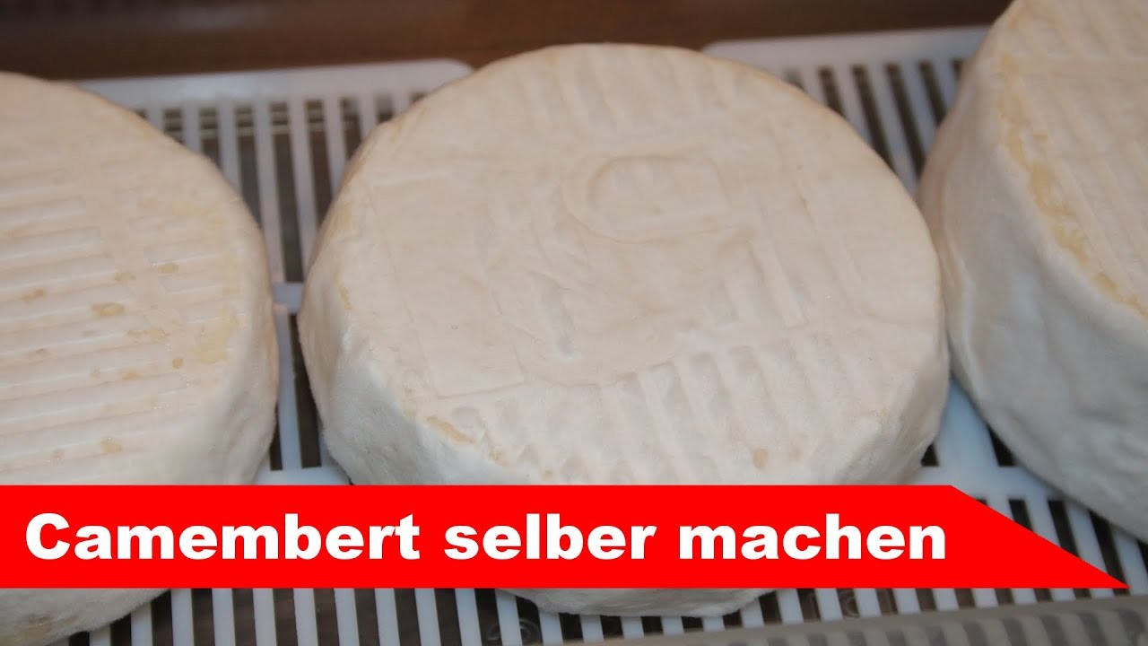 ???? Camembert selber machen ???? einfacher Weißschimmelkäse - Käse selber machen - Alles Käse