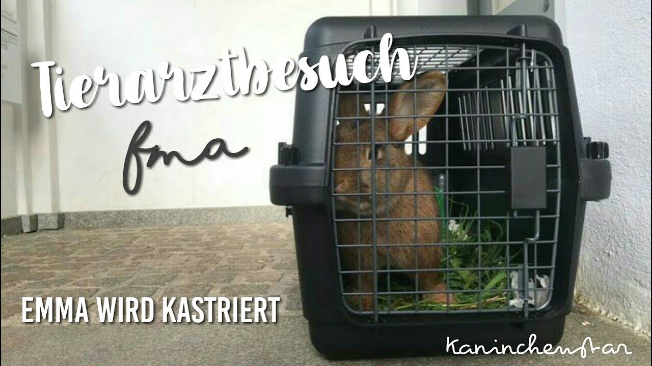 TIERARZTBESUCH - FMA Emma (männlich) wird kastriert | Kaninchenstar