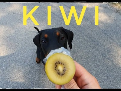 Dobermann Kiwi - Testesser Hund Jeff