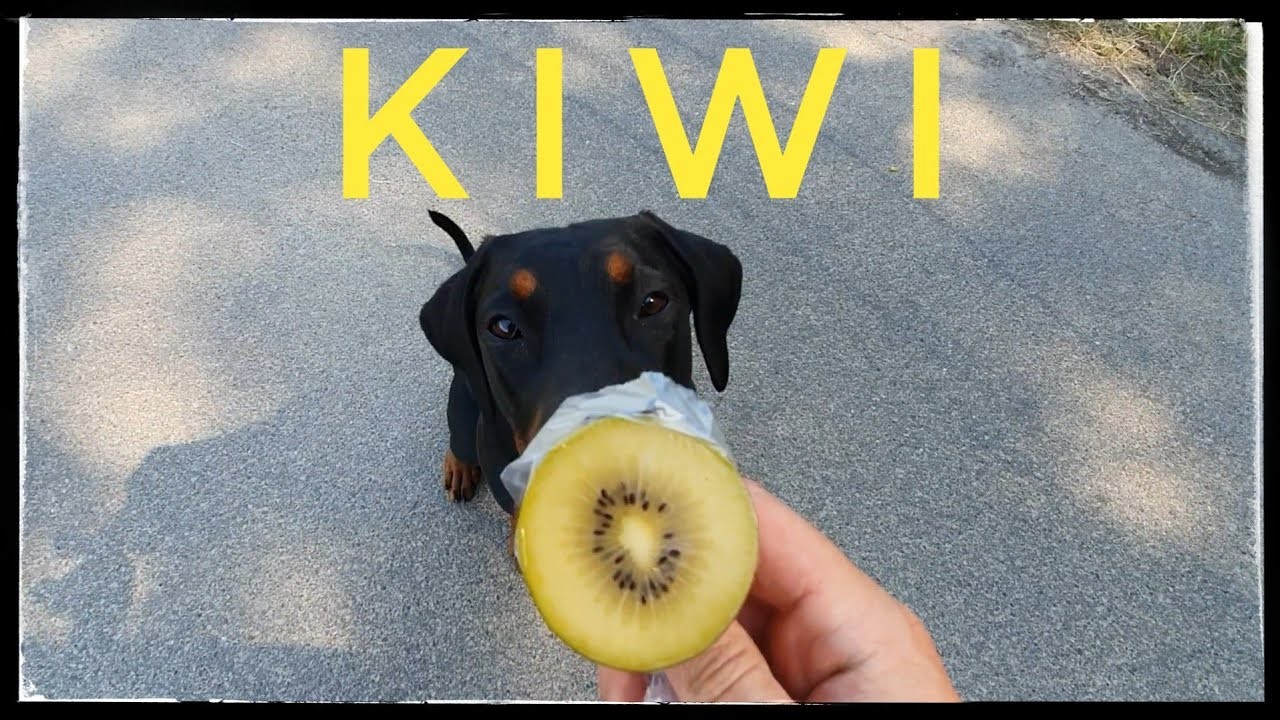 Dobermann Kiwi - Testesser Hund Jeff