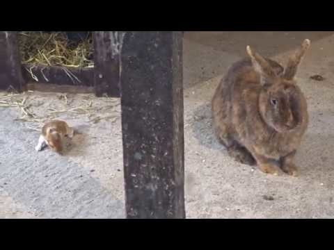 Winziger Nachwuchs bei den Kaninchen im Zoo Berlin 28 05