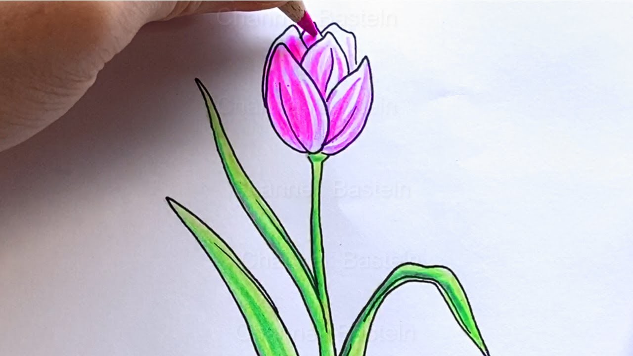 Malen lernen: Blumen zeichnen lernen. Tulpe zeichnen mit Farbstiften & Bleistift ????