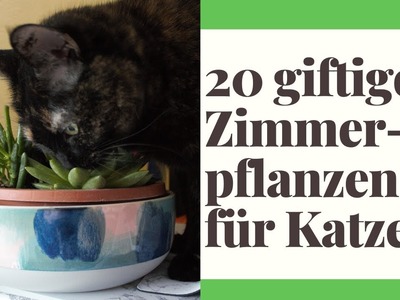 20 giftige Zimmerpflanzen für Katzen - Vorsicht Katzenbesitzer!