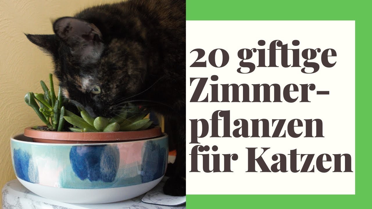 20 giftige Zimmerpflanzen für Katzen - Vorsicht Katzenbesitzer!