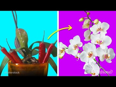 5 brillante Orchideen-Pflegetipps für Anfänger | Wie man eine Orchidee versorgt | Pflanztipps