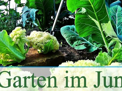 Garten im Juni 2020 | Gurkengerüst | Stabtomaten und Bio Erbsen | Gemüse einfach selber anbauen