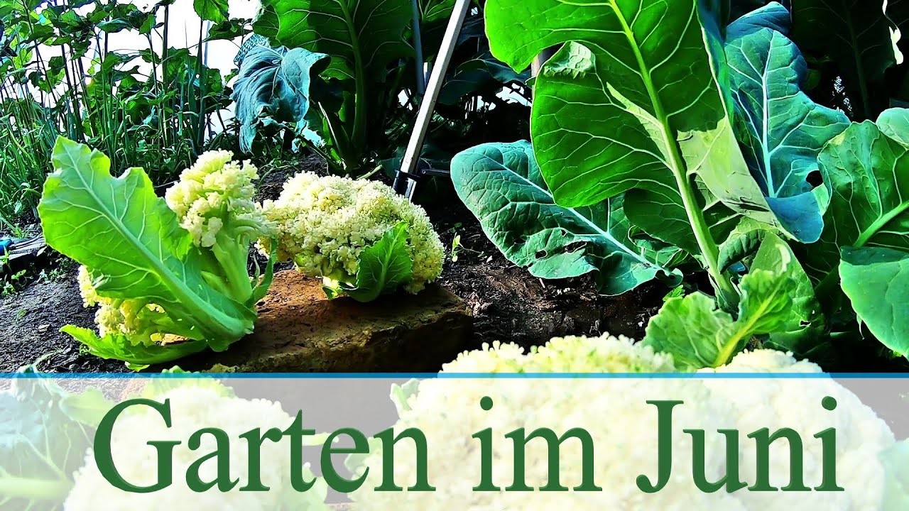 Garten im Juni 2020 | Gurkengerüst | Stabtomaten und Bio Erbsen | Gemüse einfach selber anbauen