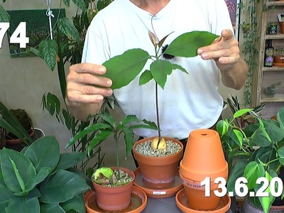 Mango und Avocado in der Anzucht. Peperomia Raindrop Vermehrung durch Blätter Spezial
