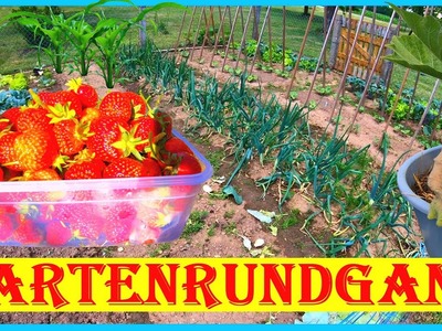 Mein Garten - Gartenrundgang im Juni im Selbstversorgergarten: Beeren, Tomaten, Kohl, Mais, Oka uvm.