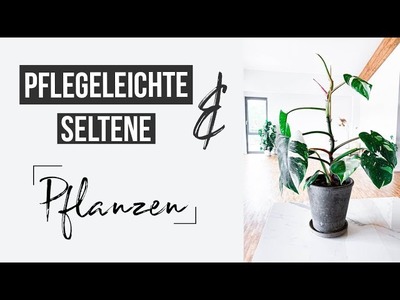 PFLEGELEICHTE & SELTENE Pflanzen | Meine Favoriten