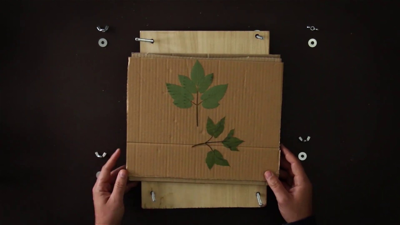 Herbal Hunter – DIY Pflanzenpresse für dein Herbarium