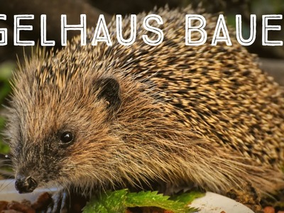 Igel-Haus bauen in 10 Minuten#Tiere #DIY