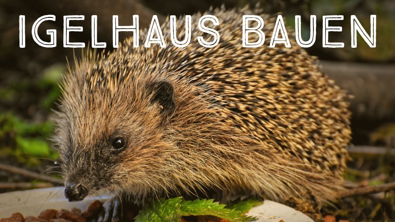Igel-Haus bauen in 10 Minuten#Tiere #DIY