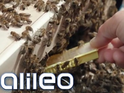Bienen freiwillig Zuhause: DIY Wohnzimmer-Imker | Galileo | ProSieben