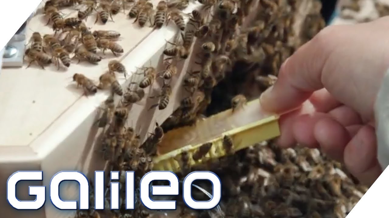 Bienen freiwillig Zuhause: DIY Wohnzimmer-Imker | Galileo | ProSieben